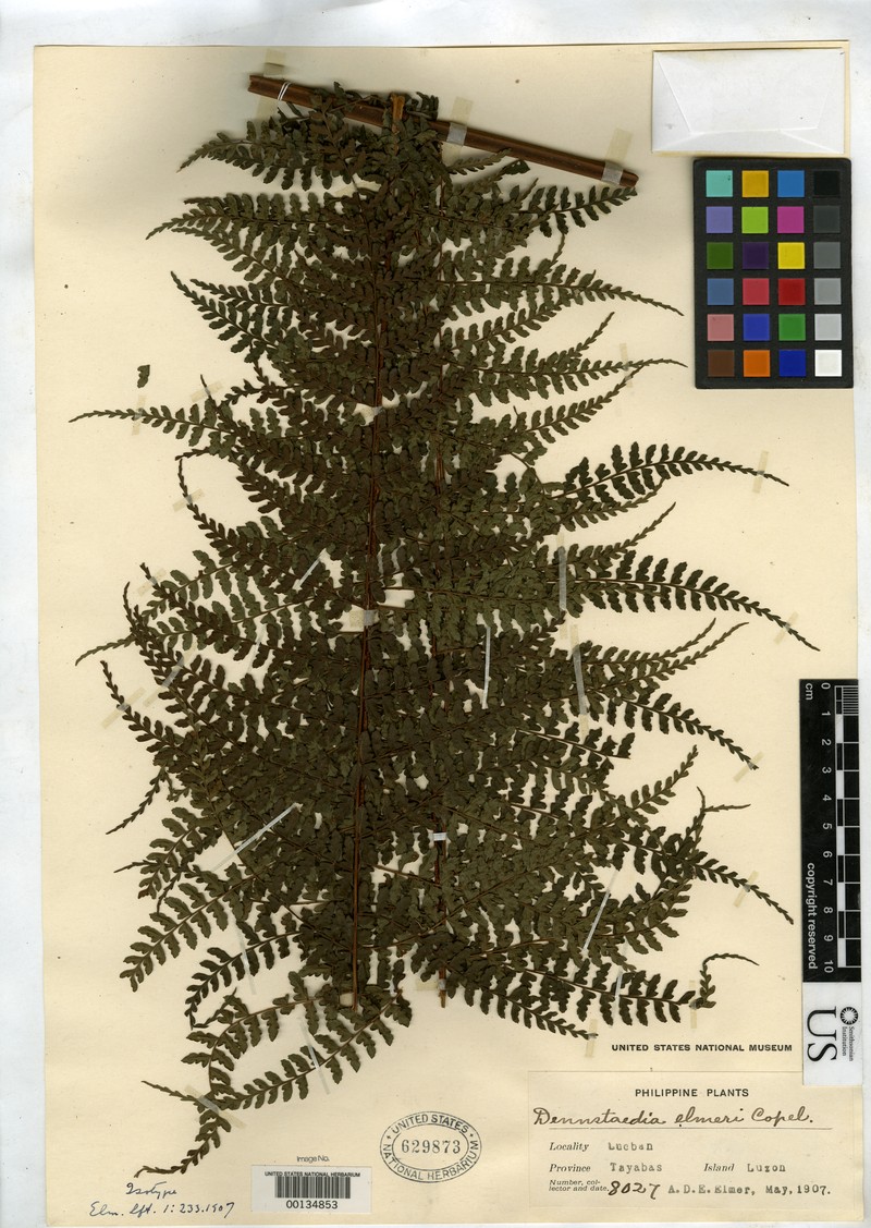 Dennstaedtia elmeri
