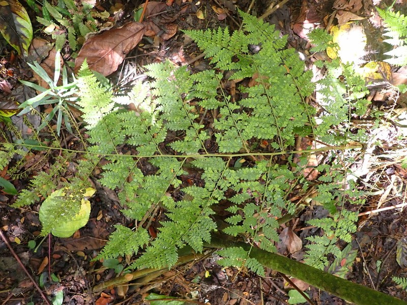 Dennstaedtia flaccida