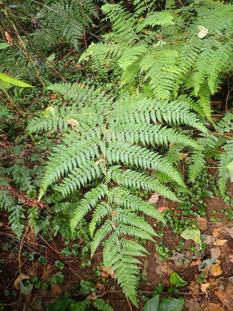 Dennstaedtia flaccida photo 2