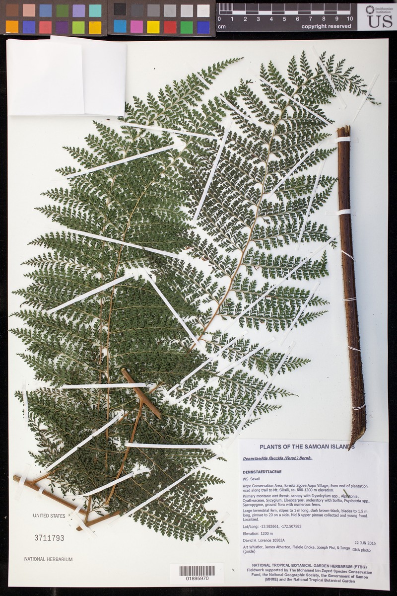 Dennstaedtia flaccida photo 3