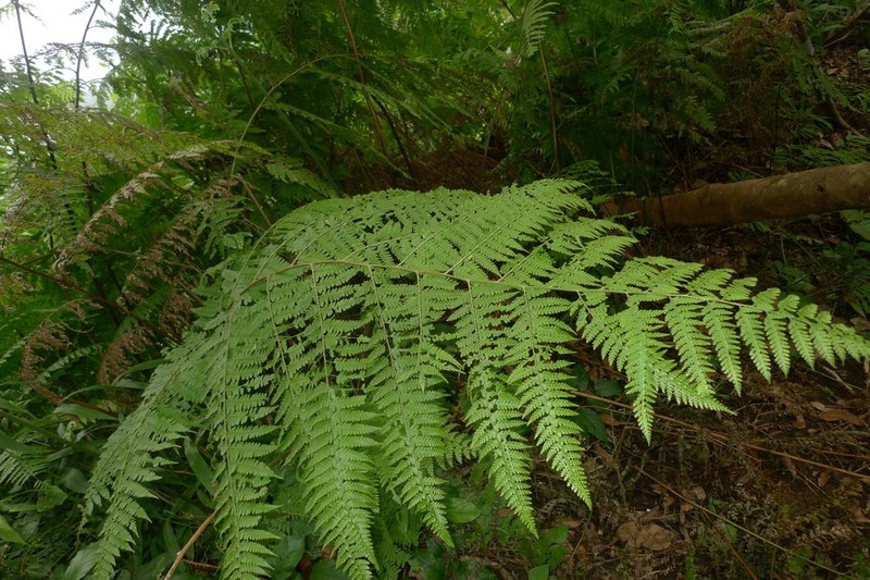 Dennstaedtia flaccida photo 4