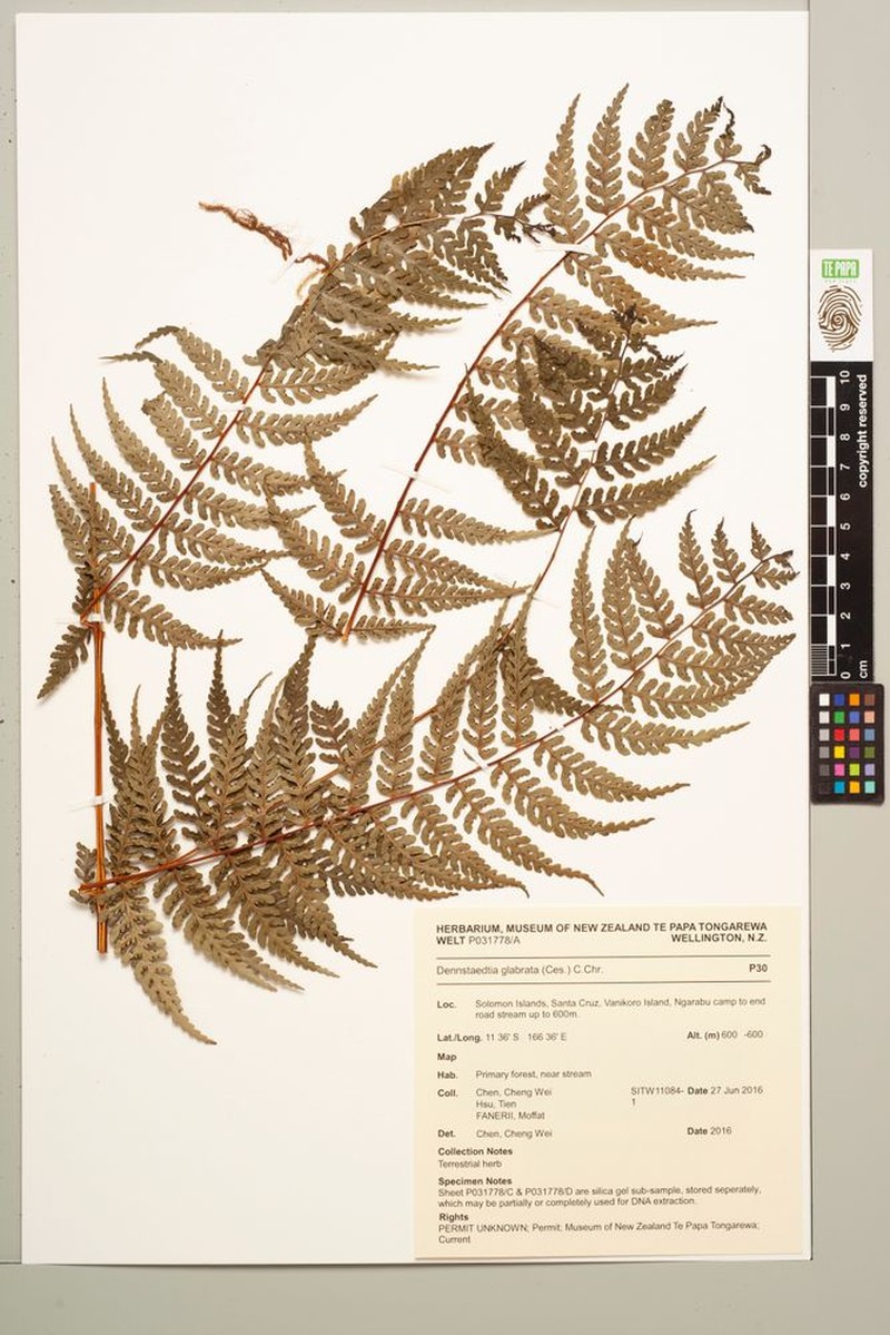 Dennstaedtia glabrata