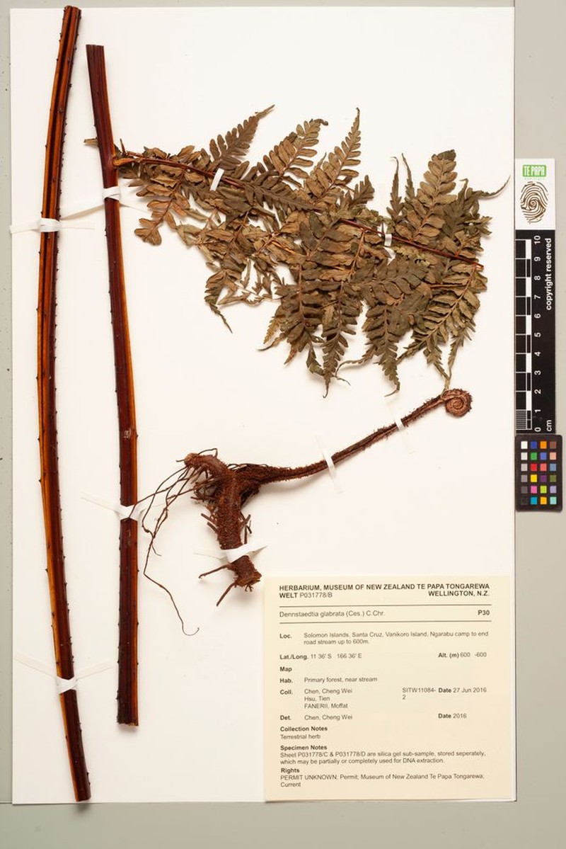 Dennstaedtia glabrata photo 2