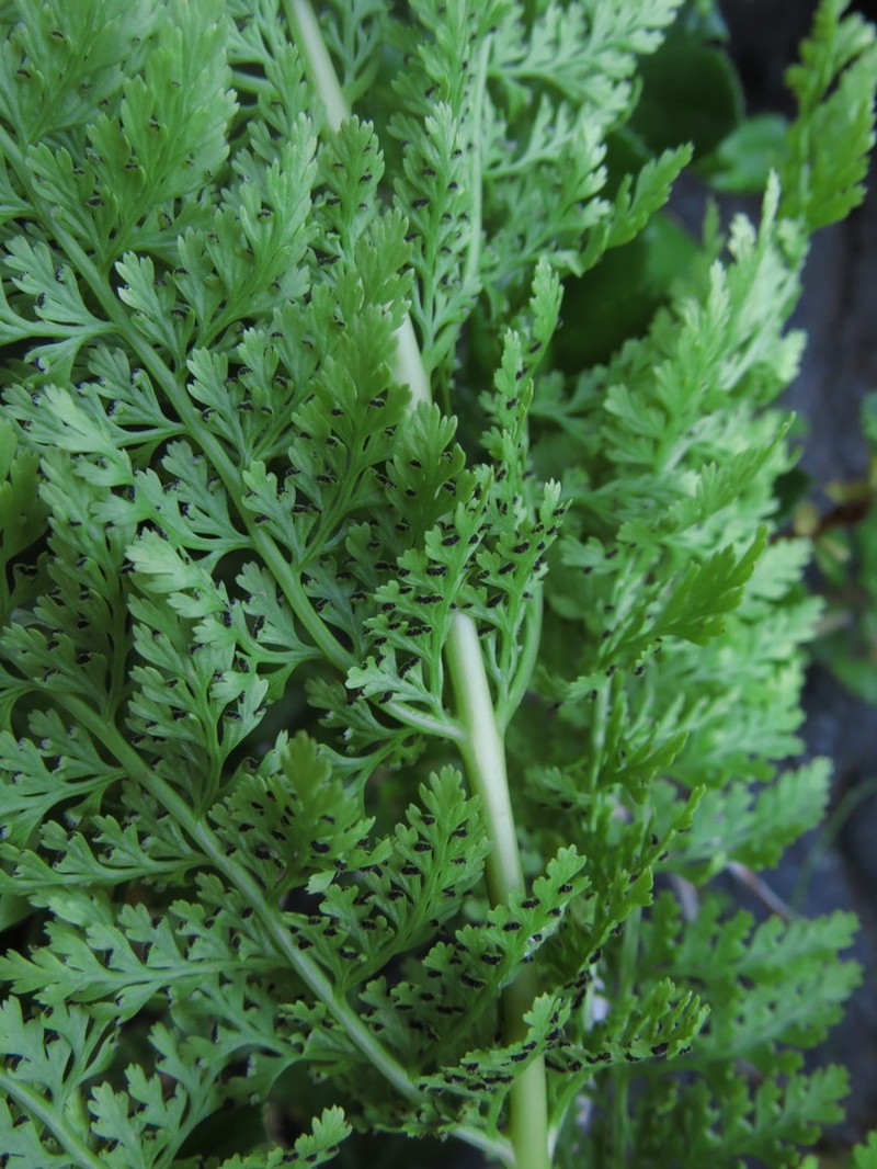 Dennstaedtia glauca