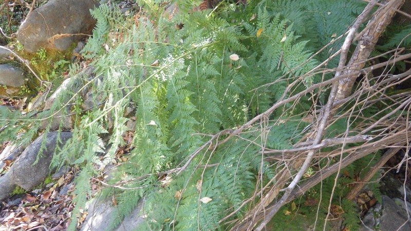 Dennstaedtia glauca photo 2