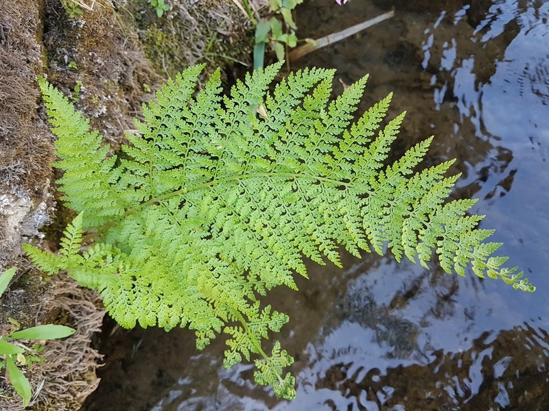 Dennstaedtia glauca photo 3