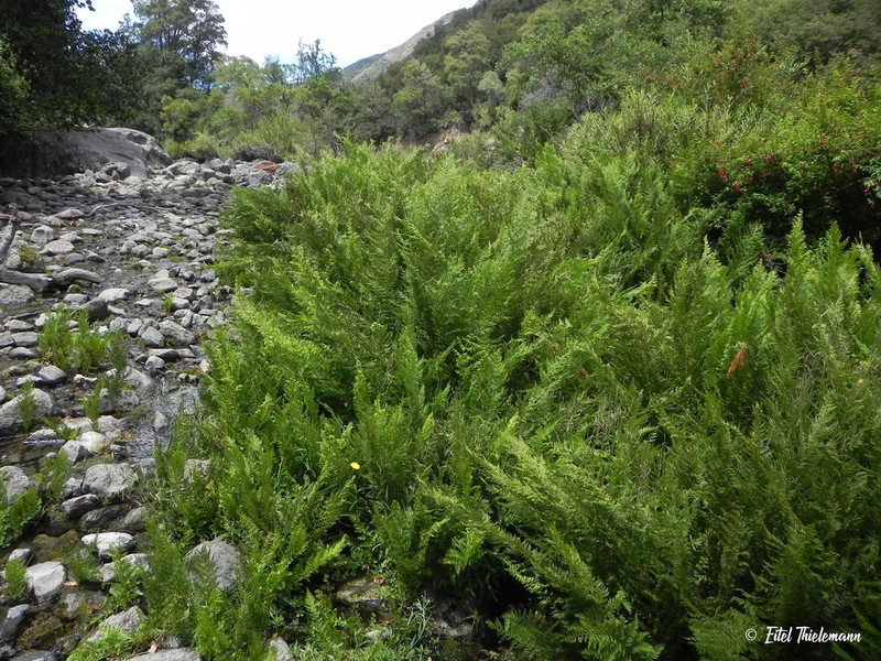 Dennstaedtia glauca photo 4