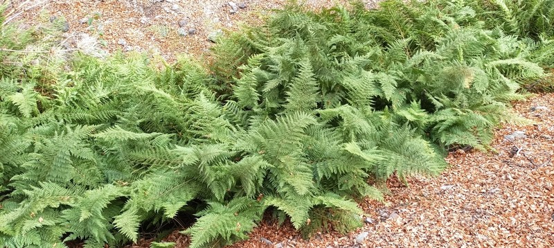Dennstaedtia glauca photo 5