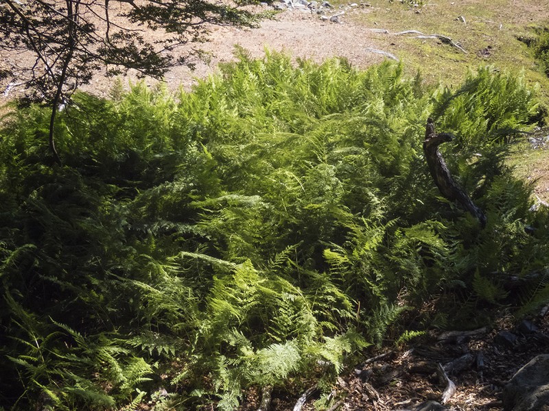 Dennstaedtia glauca photo 6