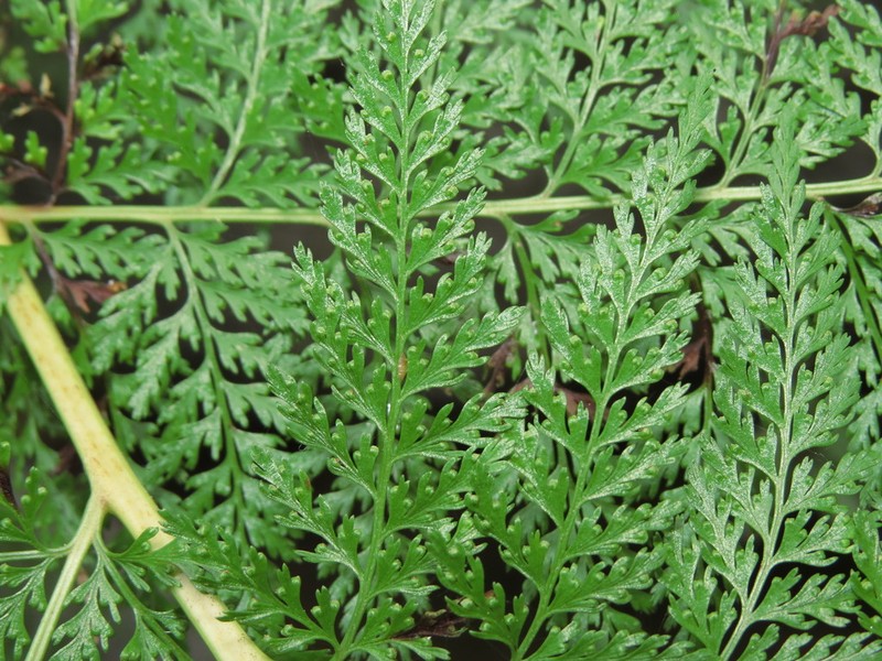 Dennstaedtia glauca photo 7