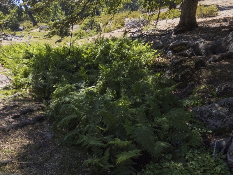 Dennstaedtia glauca photo 8