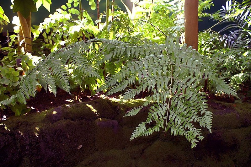 Southern Hayscented Fern