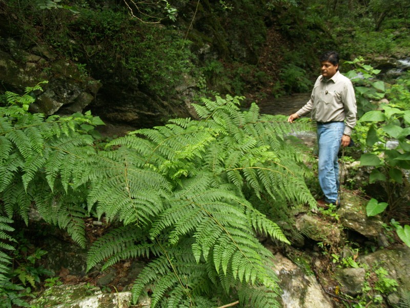 Southern Hayscented Fern