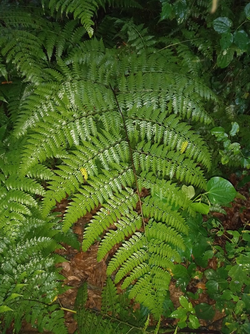 Southern Hayscented Fern photo 4