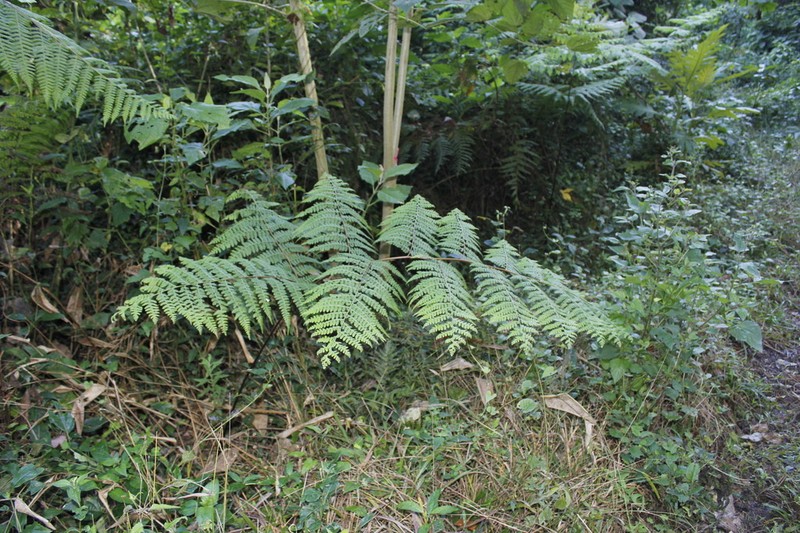 Southern Hayscented Fern photo 5
