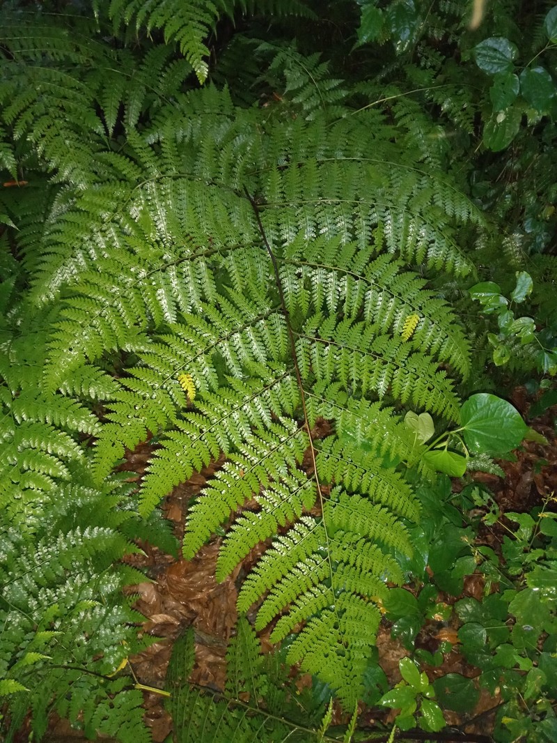 Southern Hayscented Fern photo 6