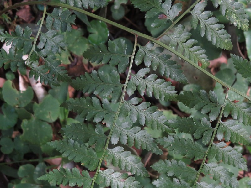 Southern Hayscented Fern photo 8