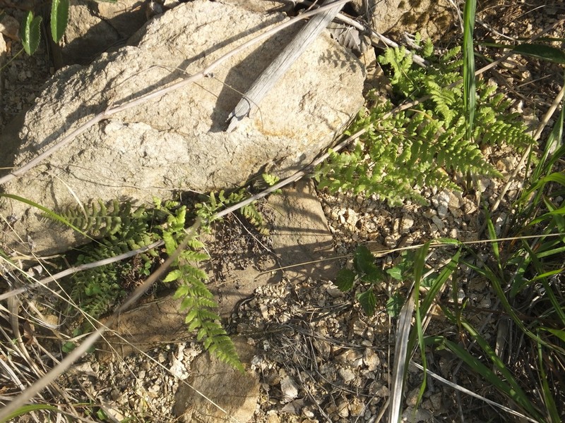 Dennstaedtia hirsuta