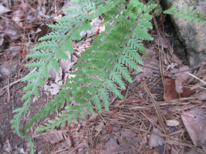 Dennstaedtia hirsuta photo 2