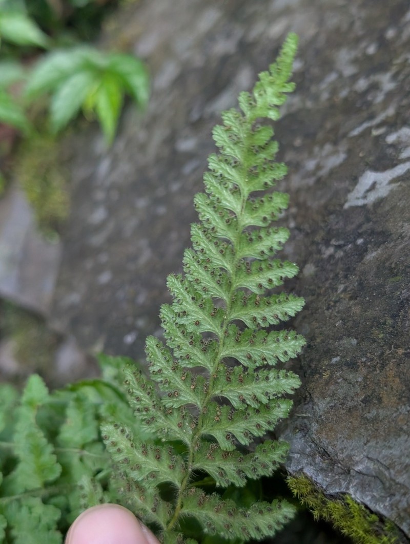 Dennstaedtia hirsuta photo 3