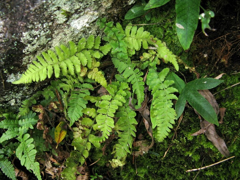 Dennstaedtia hirsuta photo 5
