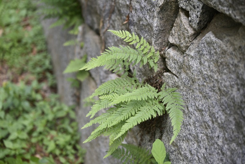 Dennstaedtia hirsuta photo 8