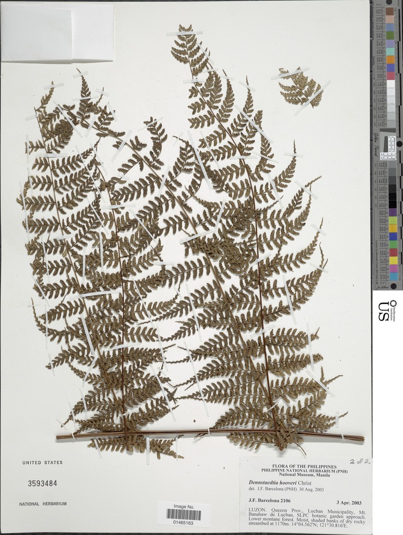 Dennstaedtia hooveri