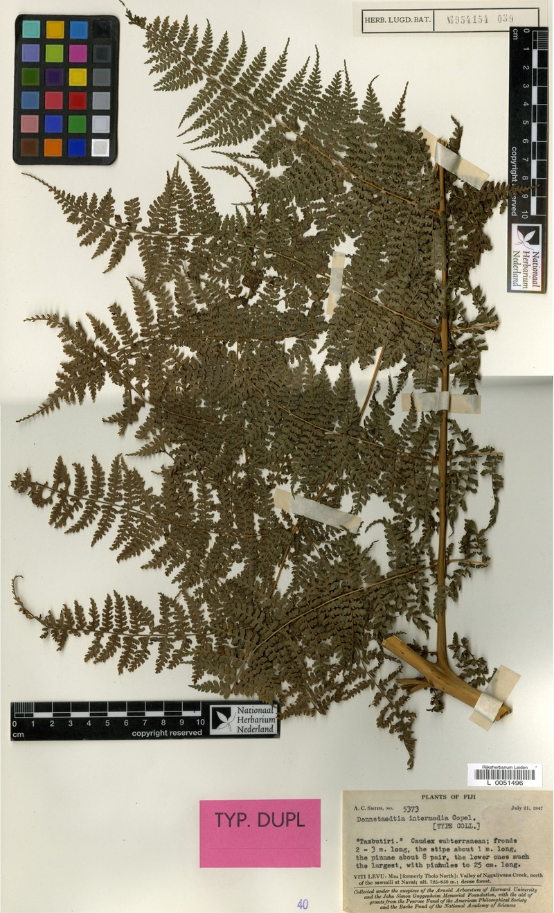 Dennstaedtia inermis