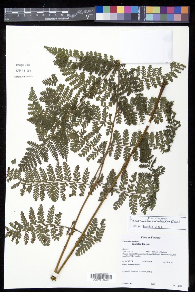 Dennstaedtia macrosora