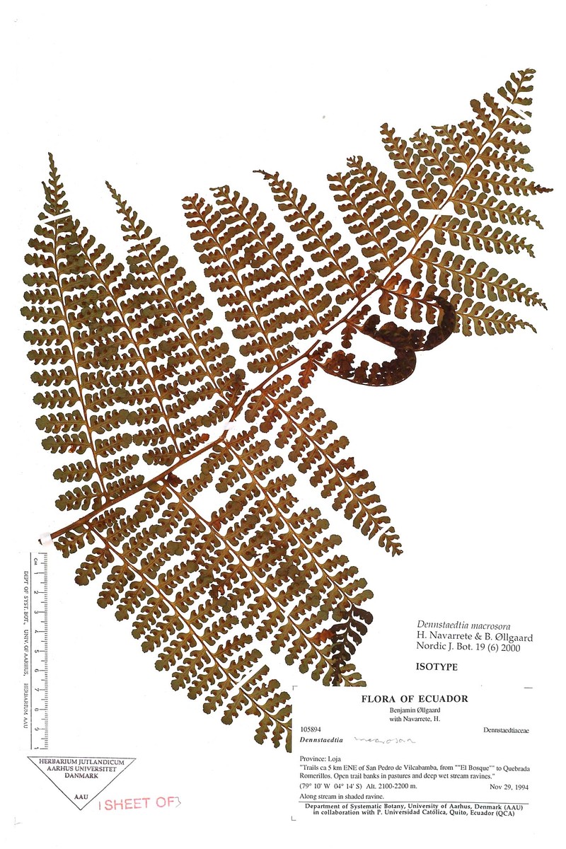 Dennstaedtia macrosora photo 2