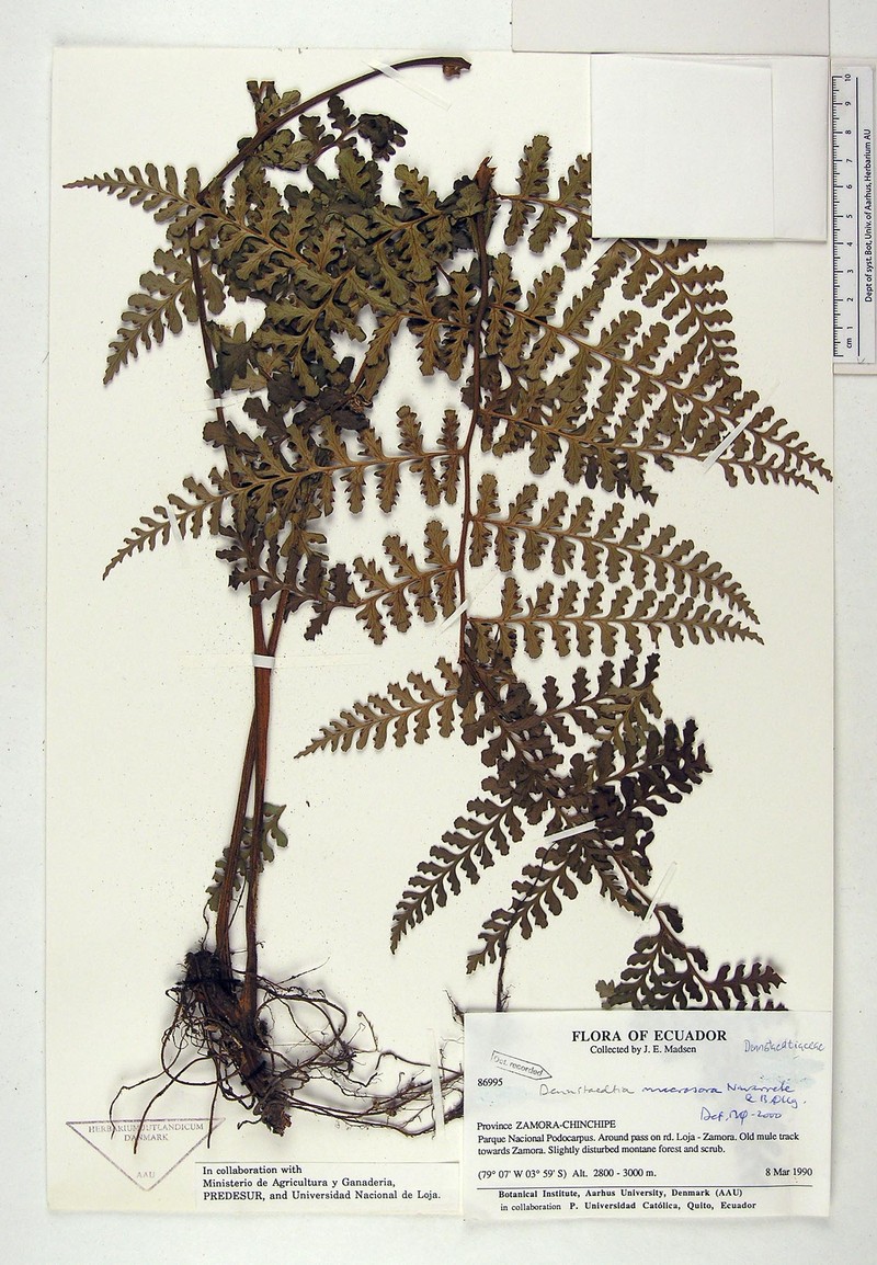 Dennstaedtia macrosora photo 3