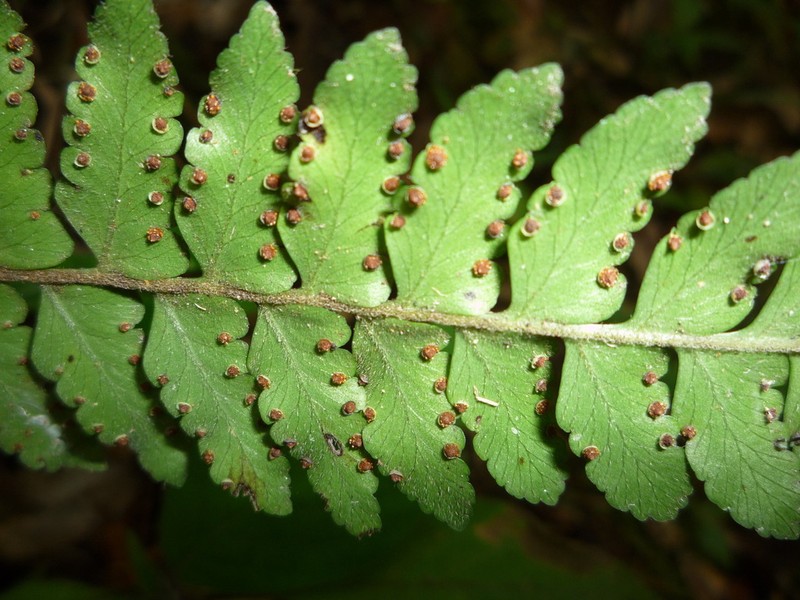 Dennstaedtia madagascariensis
