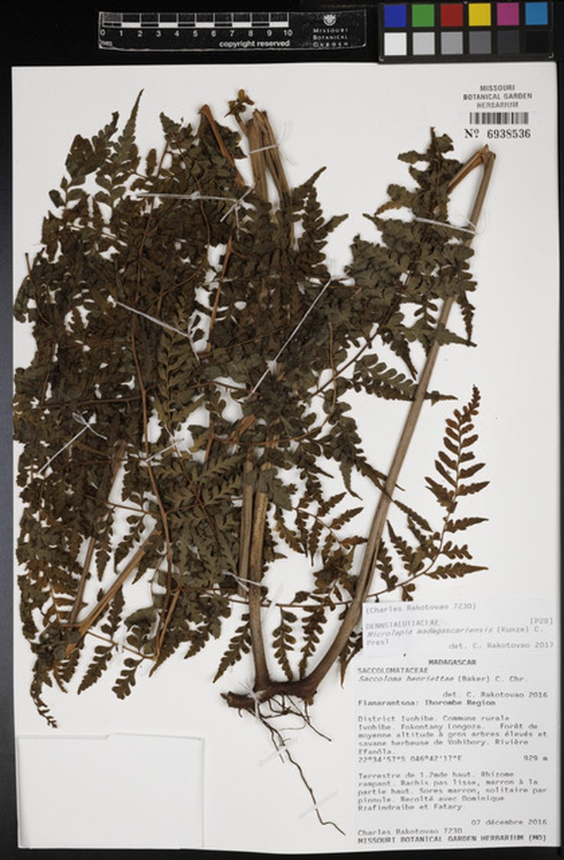 Dennstaedtia madagascariensis photo 2