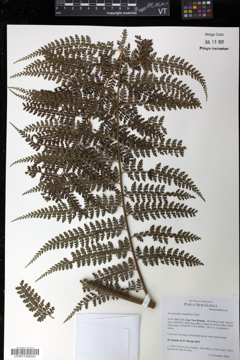 Dennstaedtia magnifica
