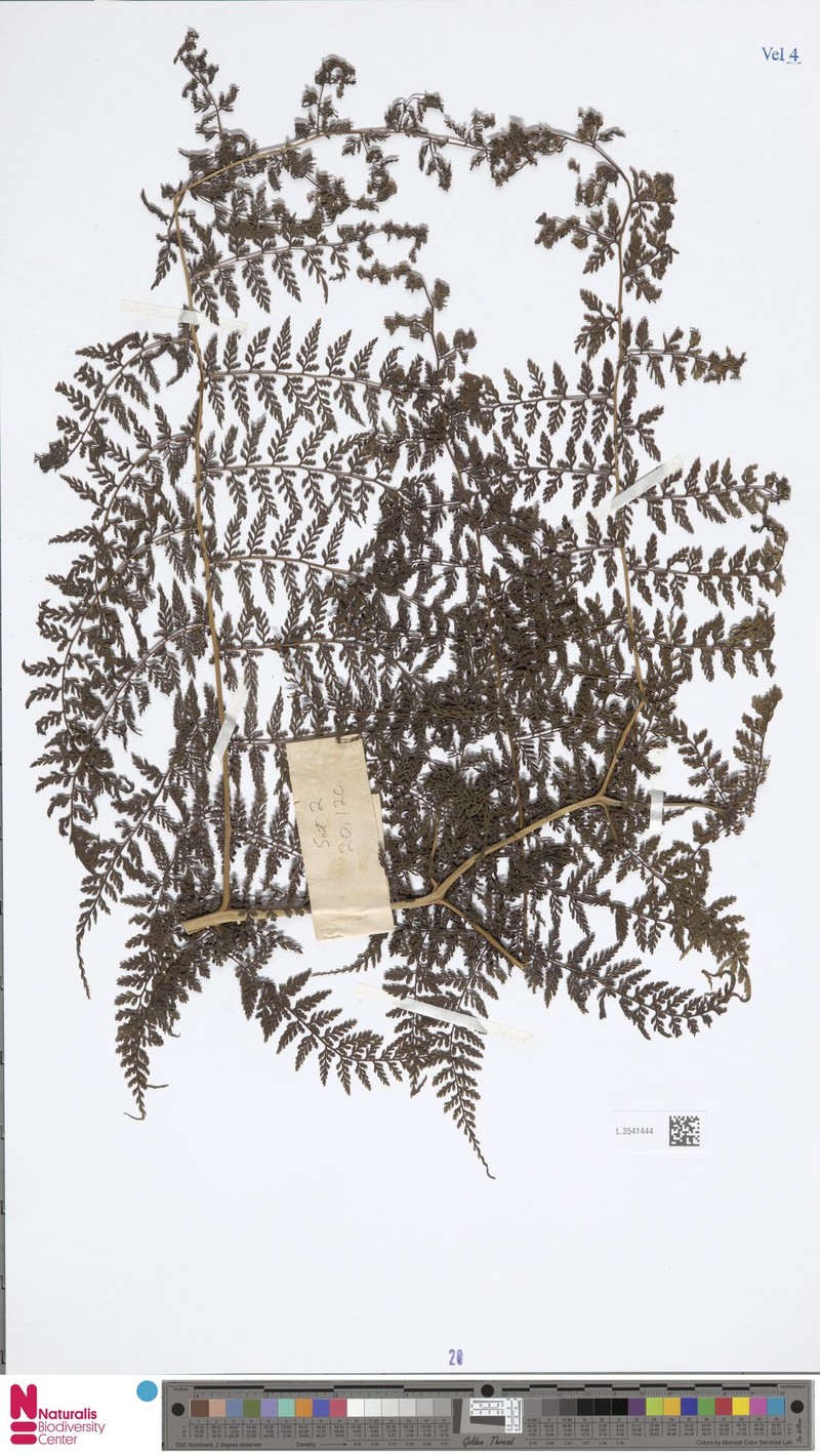 Dennstaedtia magnifica photo 2