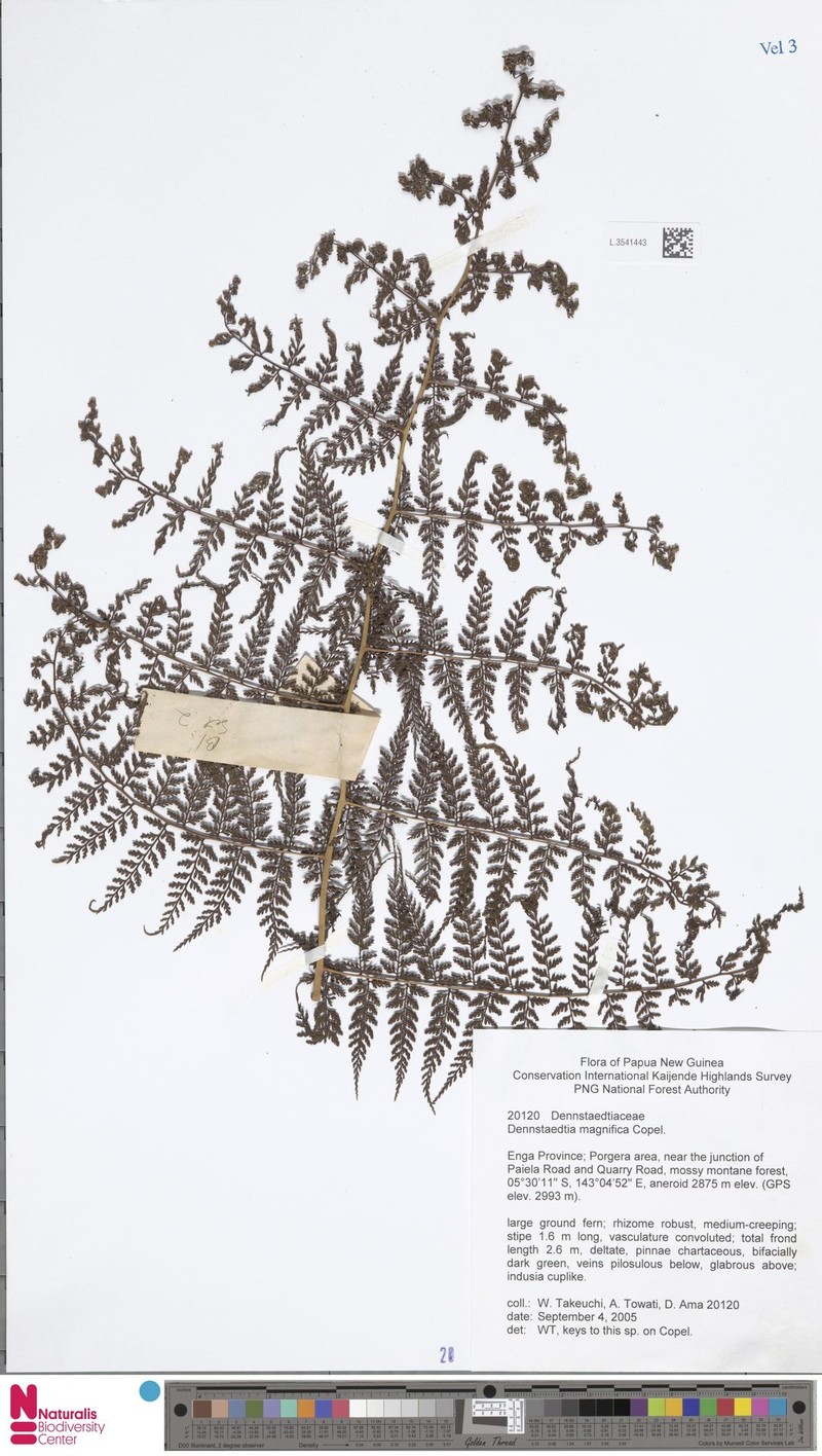 Dennstaedtia magnifica photo 3