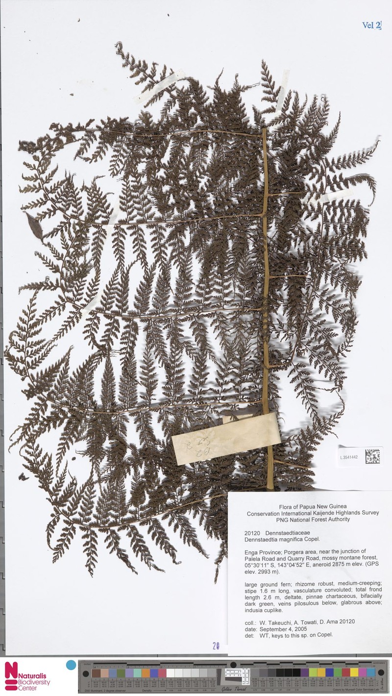 Dennstaedtia magnifica photo 4