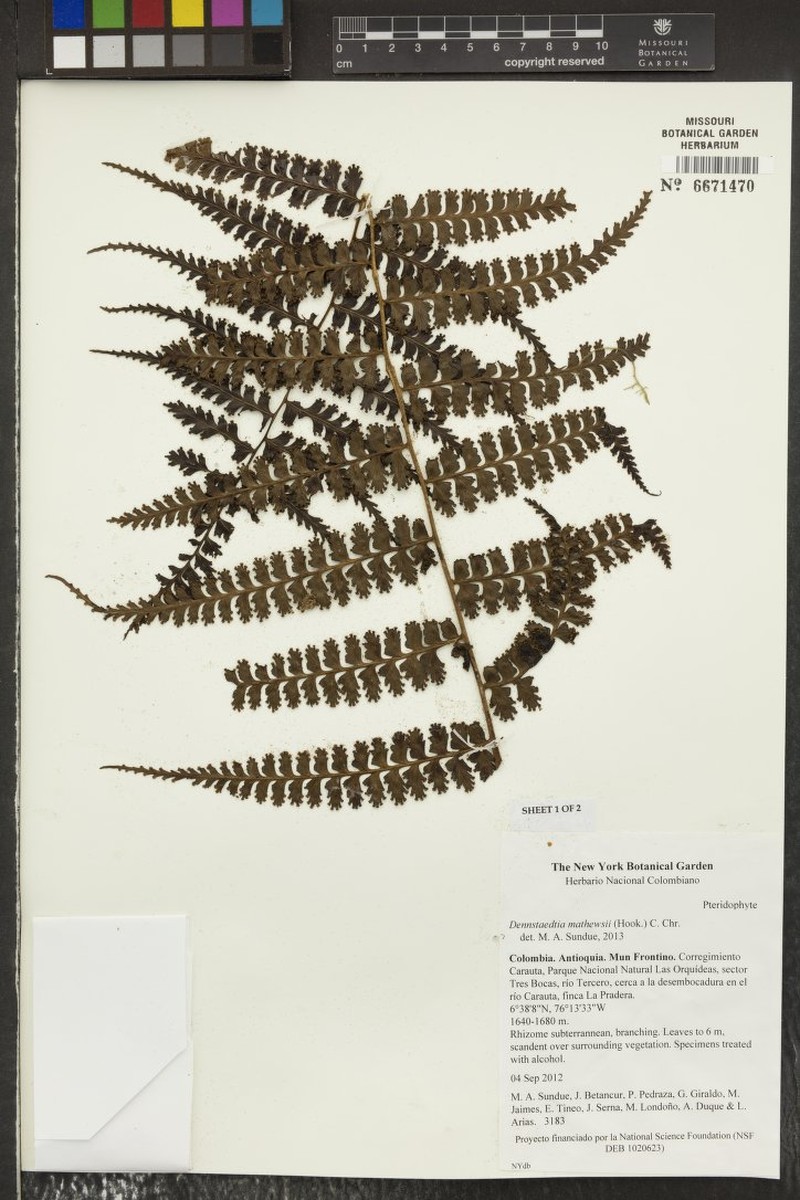 Dennstaedtia mathewsii