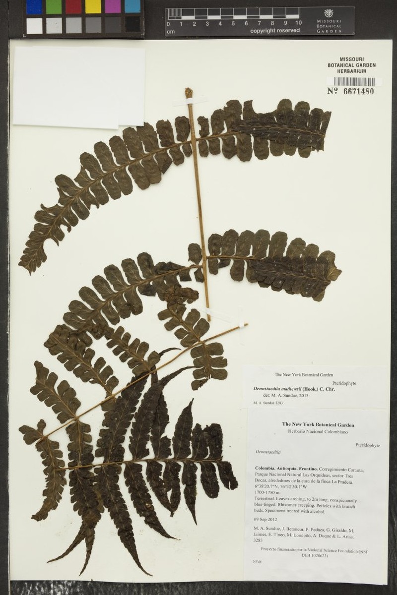 Dennstaedtia mathewsii photo 2