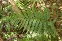 Dennstaedtia maxima