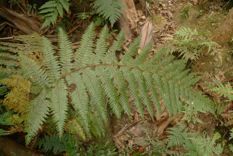 Dennstaedtia maxima photo 2