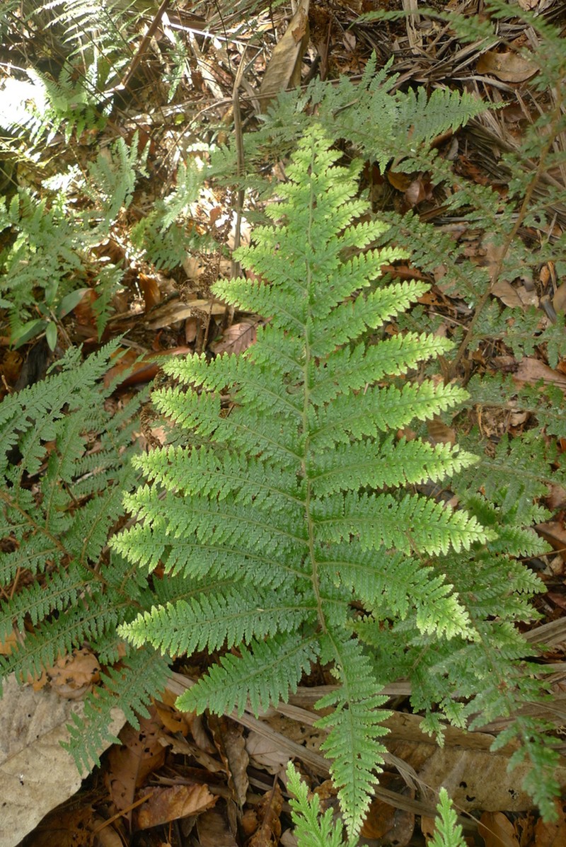 Dennstaedtia maxima photo 3