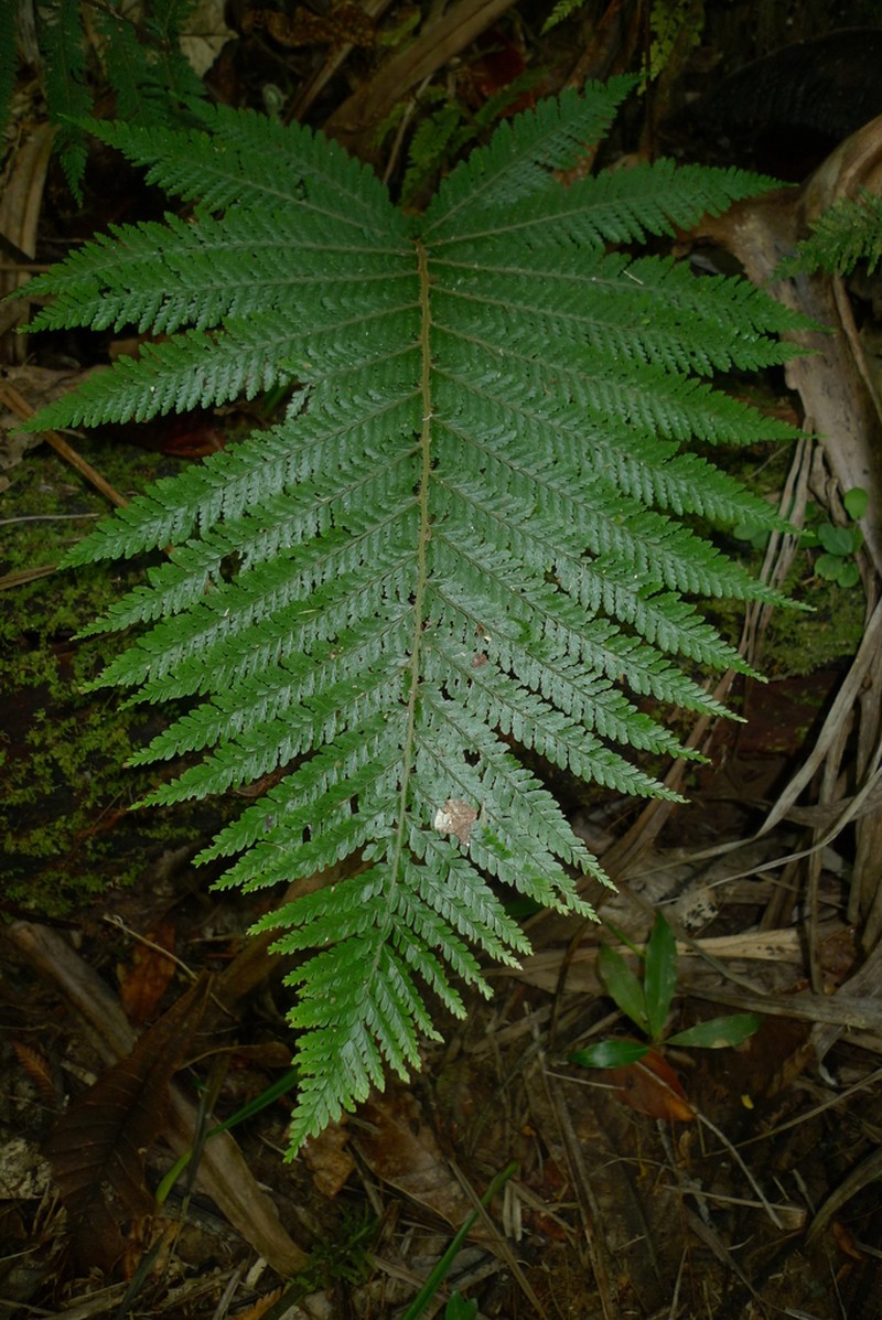 Dennstaedtia maxima photo 4