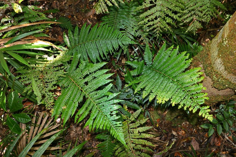 Dennstaedtia maxima photo 5