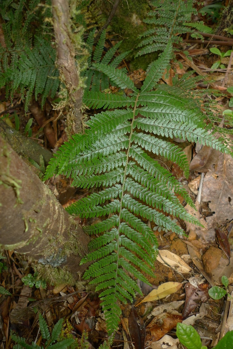 Dennstaedtia maxima photo 6