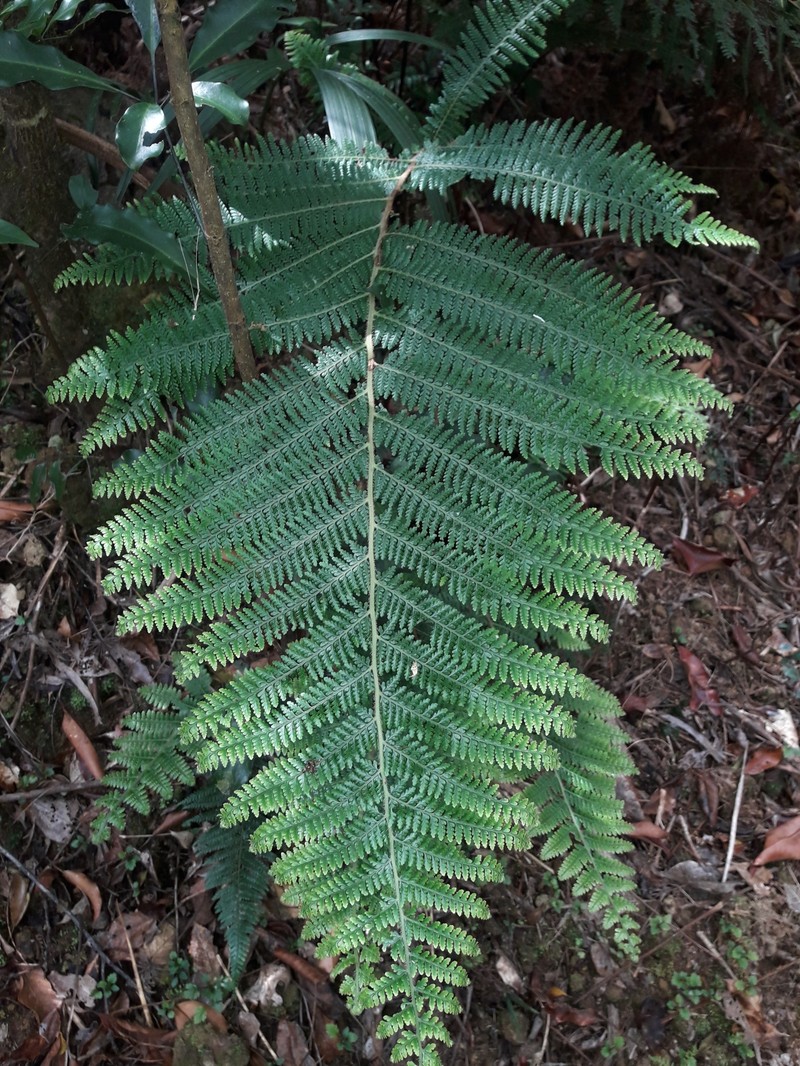 Dennstaedtia maxima photo 8