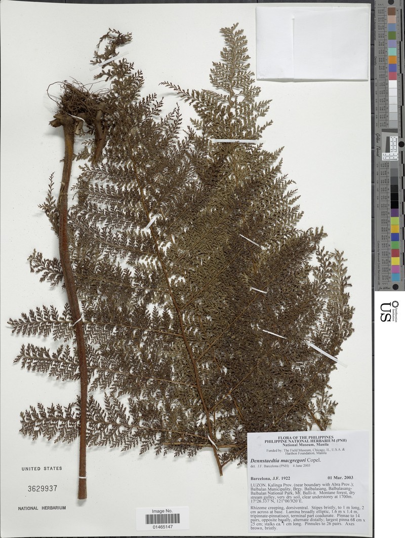 Dennstaedtia merrillii