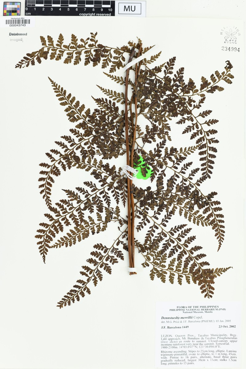 Dennstaedtia merrillii photo 2