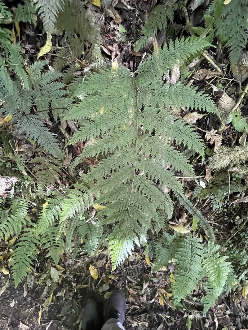 Dennstaedtia novae-zelandiae