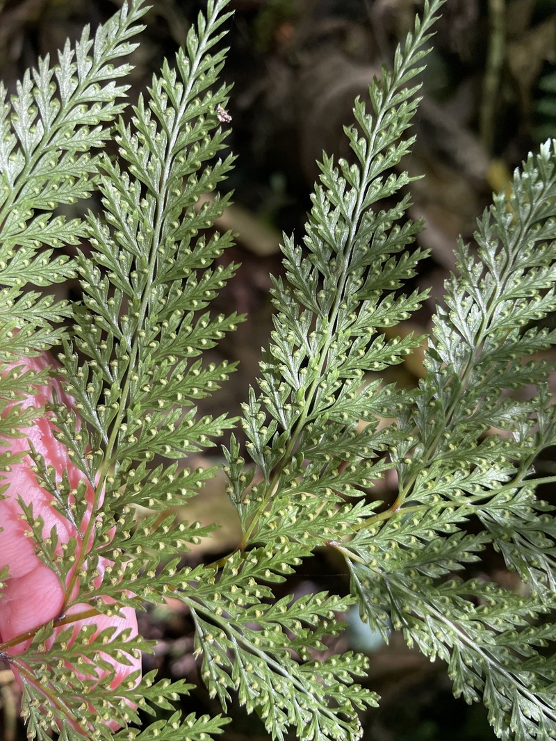 Dennstaedtia novae-zelandiae photo 2